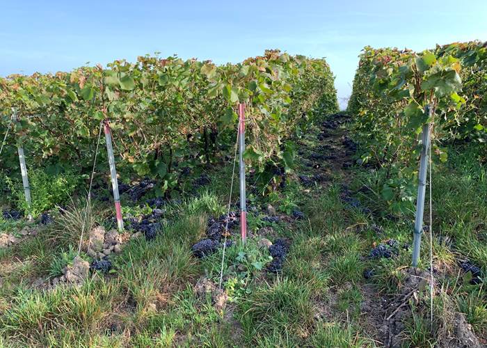 Découverte du vignoble de Champagne - Les Suites Champenoises