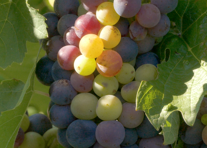 Le jus du Beaujolais-page