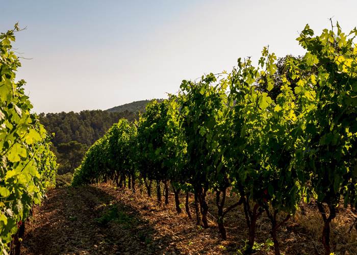 Vignoble avec vue sur le Pic Saint Loup et l'Hortus
