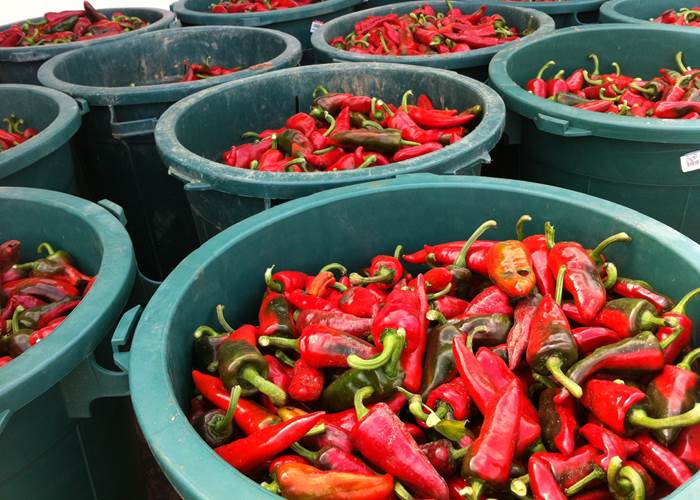 Espelette pepper harvest / Récolte du piment d'Espelette