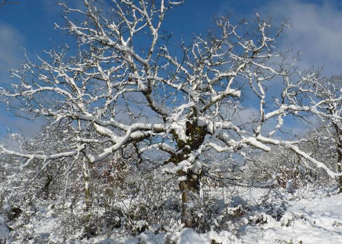 Sur le causse, un joli chêne vêtu de blanc.