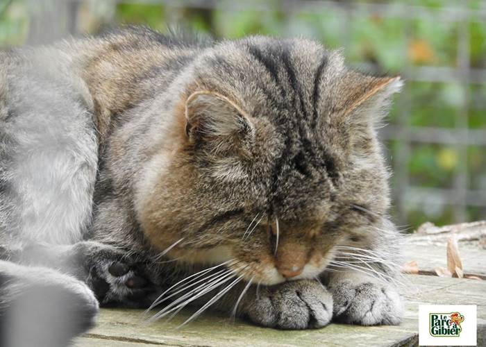 chat 2