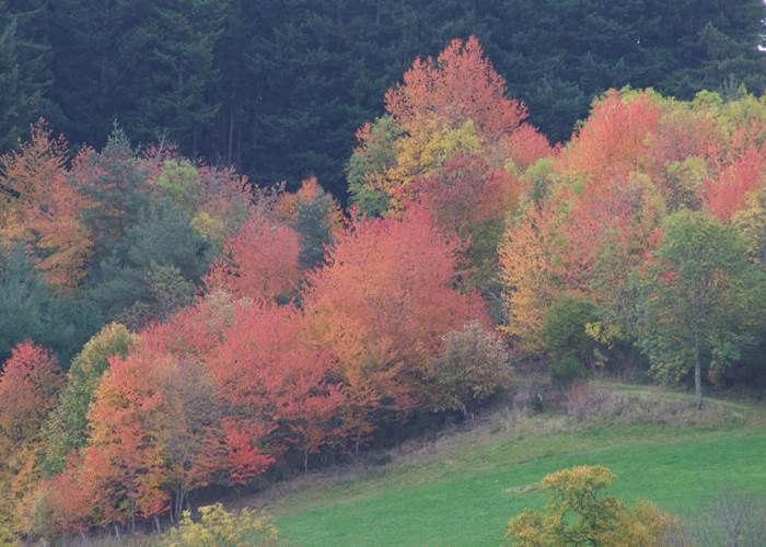 Automne flaboillant