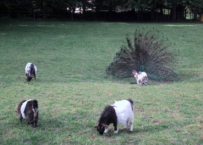 Château de Behen Animaux