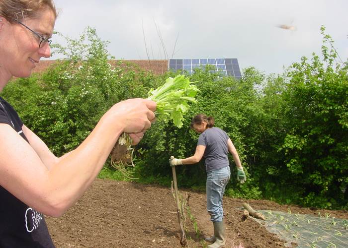 les légumes de notre table d'hote