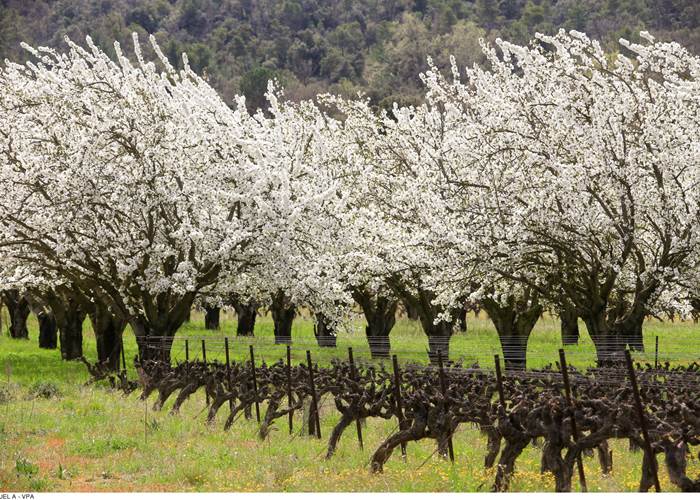 Cerisiers en fleurs et vigne. Copyright : Hocquel A-VPA