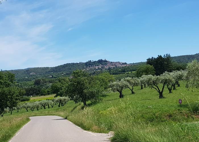 Champs_d'oliviers_bonnieux_lacoste