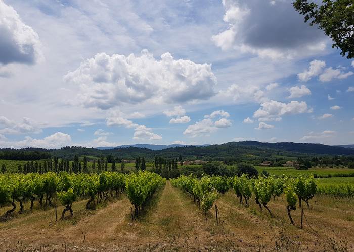 Vignes_du_terroir_Luberon_Ventoux