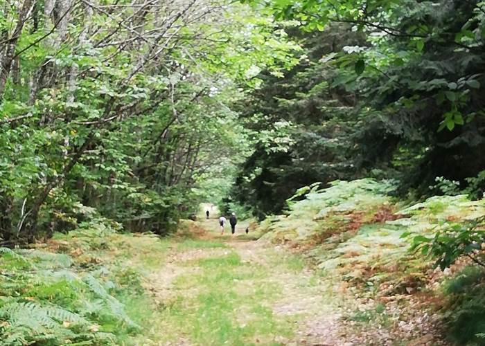 bois de chabane