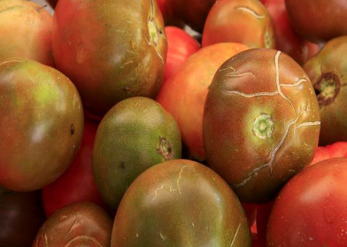 Tomates du jardin du mas des figues