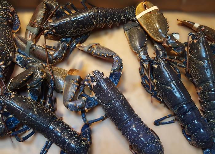 Homards bleus
