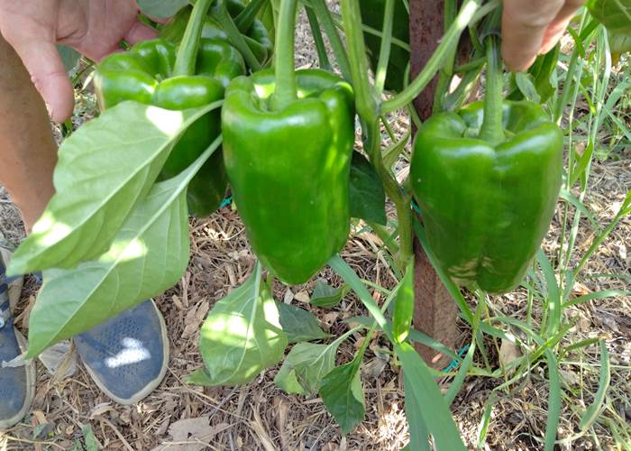 Les légumes du potager pour les tables d'hôtes