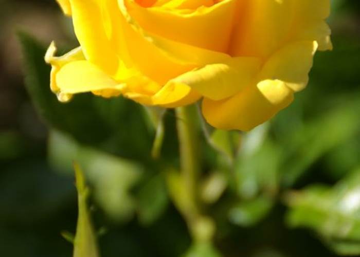 Jardin d'Alcinoos