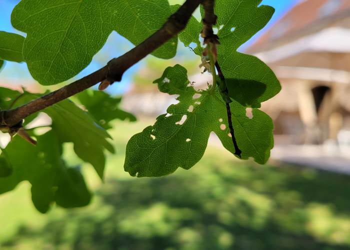 Les Enclos Secrets - La Nature