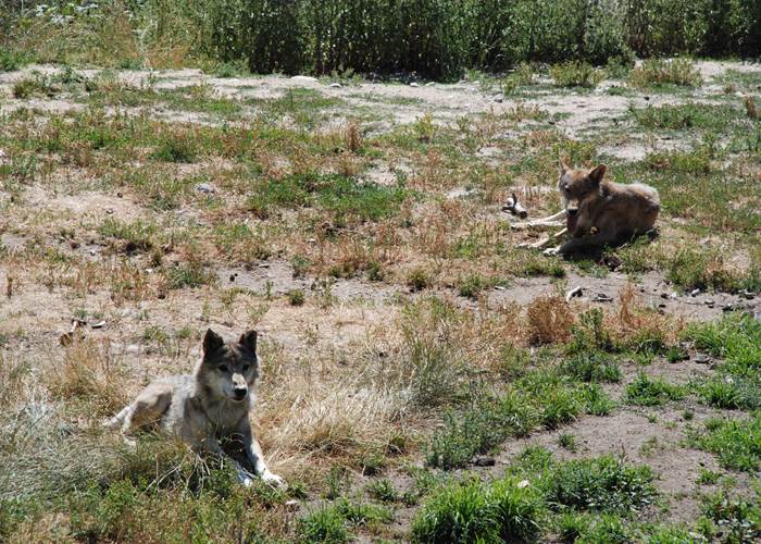 Les Chalets de la Margeride: Couple de loups