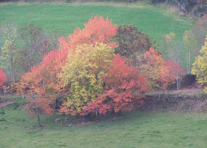 Merisiers sauvages à l'automne