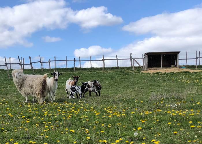 FERME DU FERRON CONDEON