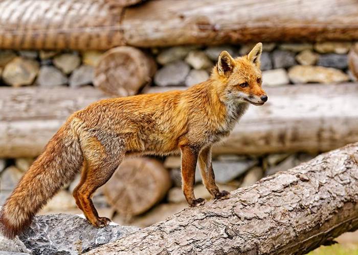 Le renard - Parc animalier de Serre-Ponçon