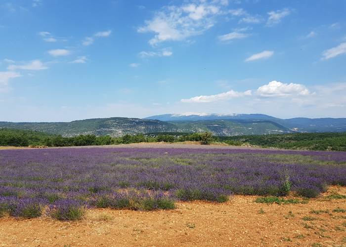 Mont Ventoux, lavandes et terre d'ocre dans le Luberon en Provence - de Saint-Saturnin les Apt à Sault