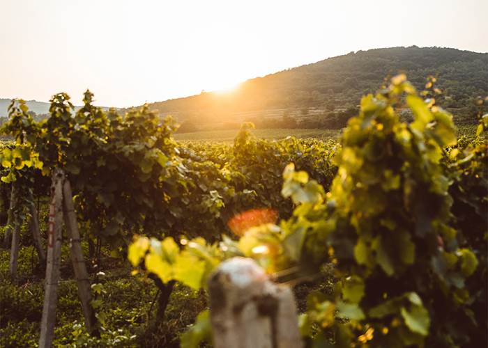 Vignoble du Mâconnais