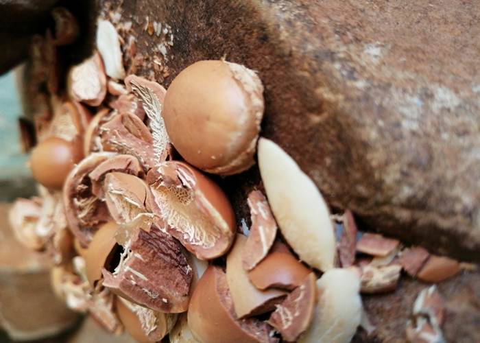 L'Arganier : Un Élixir de Jouvence