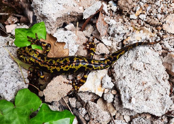 Salamandre observée sur le domaine