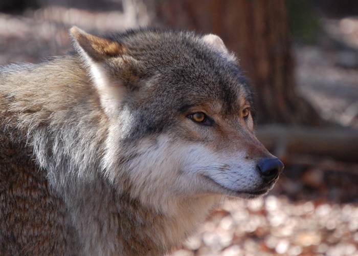 loup