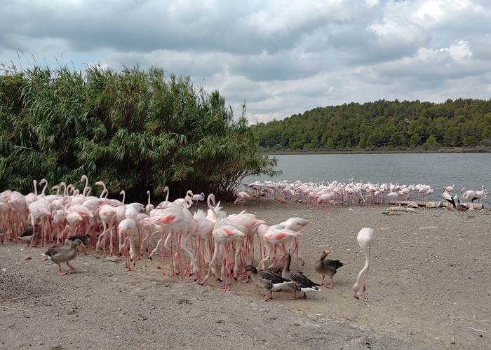 Réserve Africaine de Sigean