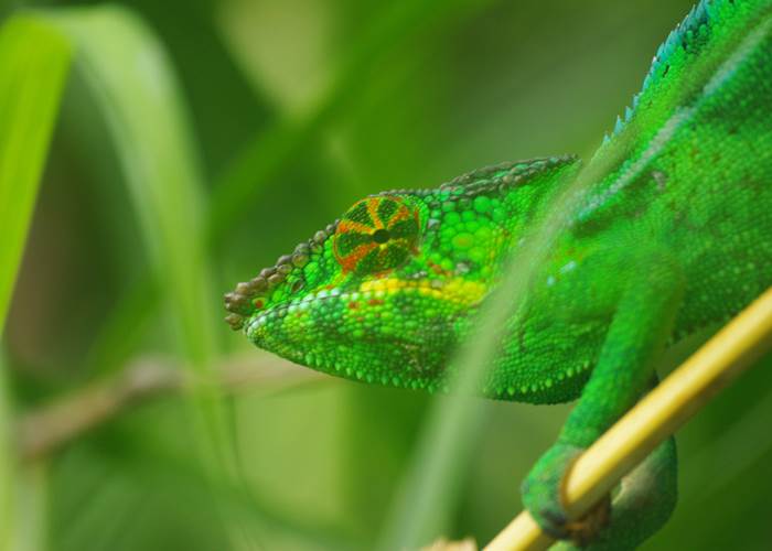 Caméléon à la Villa Garriga