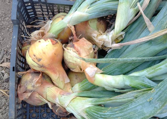 Le potager du Coq du Nord Mailhac