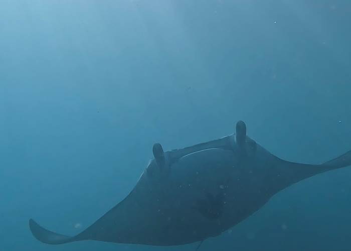 Raie Manta