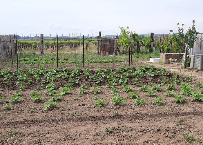 Potager "Le Coq du Nord-Mailhac"