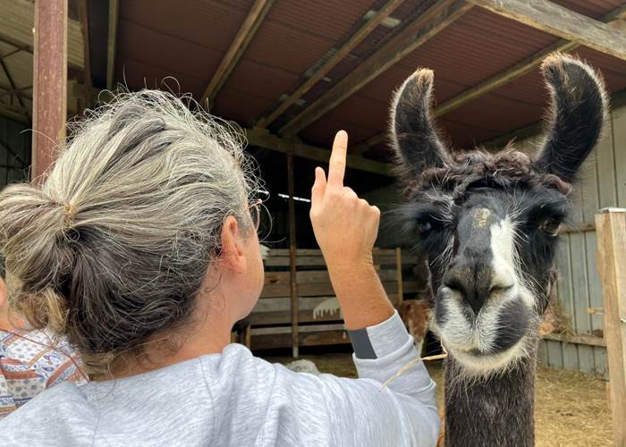 Découvrez lamas et alpagas avec Lama Emoi, de drôles de bêtes avec qui vous irez marcher.