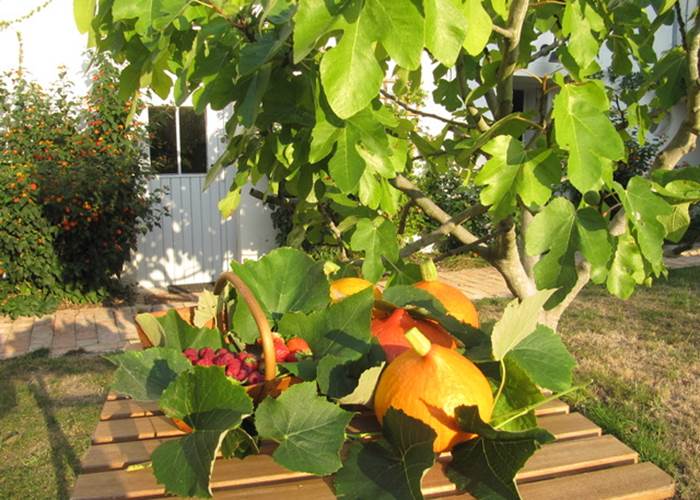 Le jardin
