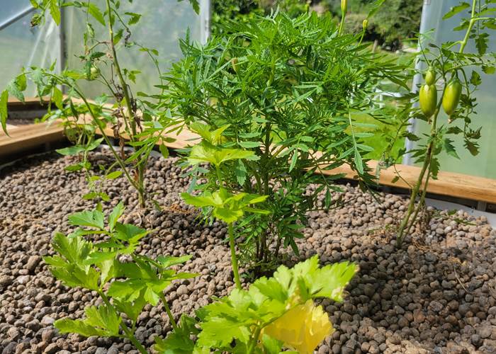 Qui c'est qui mangera de bons légumes ?...