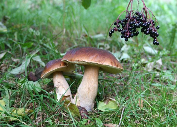 Le Fameux Cèpe des Cévennes !