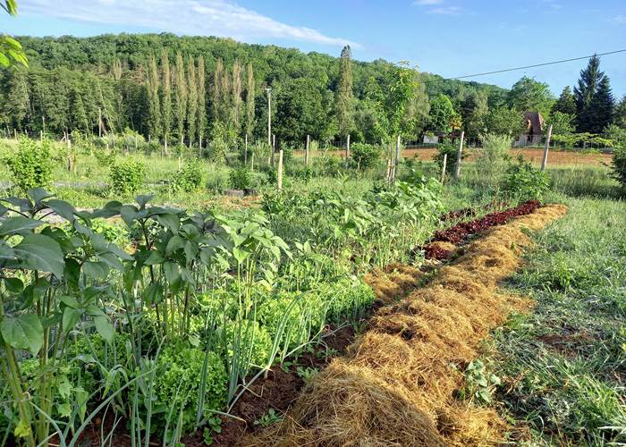 ligne maraichère au printemps