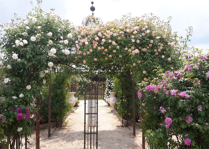 roses