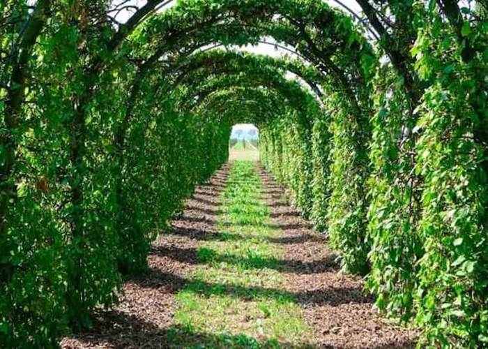 La Charmille (Vert Buisson)