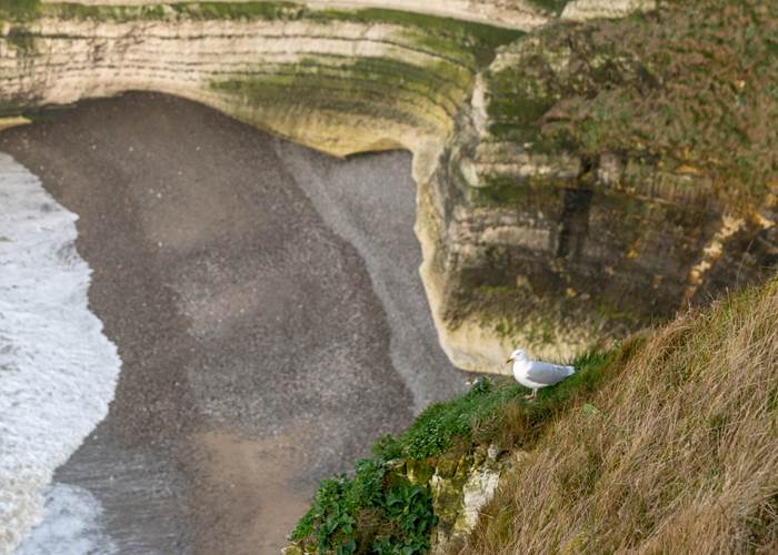 Seagull on a Cliff - Fécamp tom 3