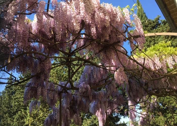 Glycine en Avril sous Tonnelle