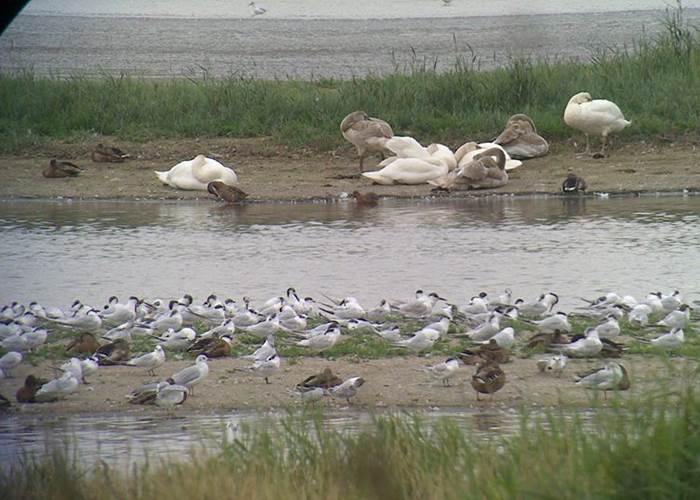 reserve estuaire de seine 2