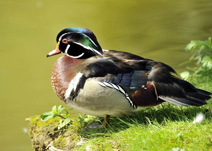 Canard Carolin