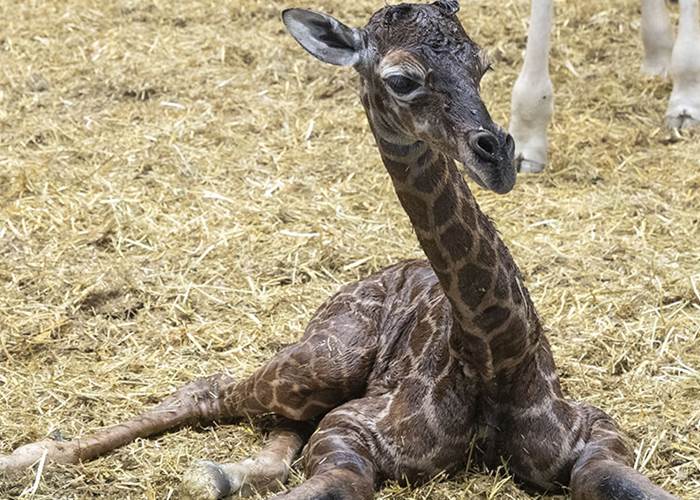 Sofy le Girafon