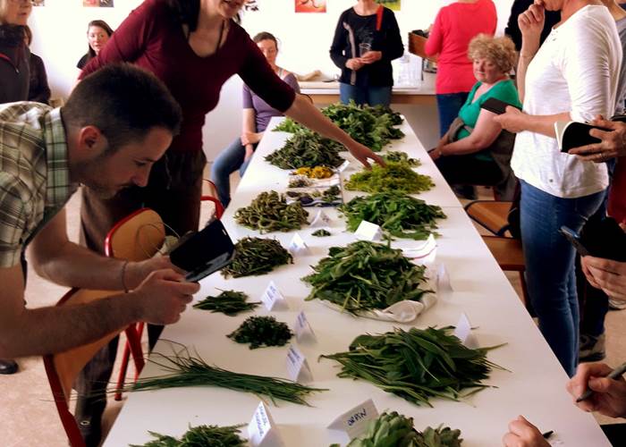 Reconnaissance plantes sauvages comestibles au retour de la balade