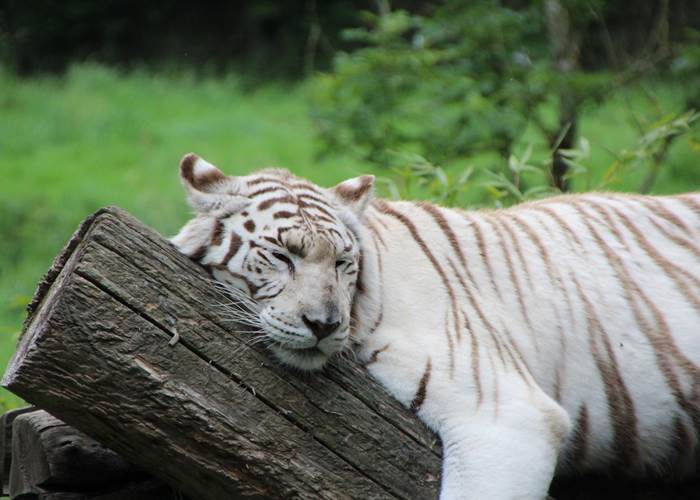 Zoo Cerza - Gîte 10 à 14 personnes proche Lisieux