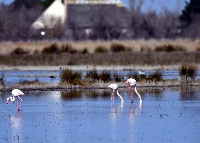 marais camargue