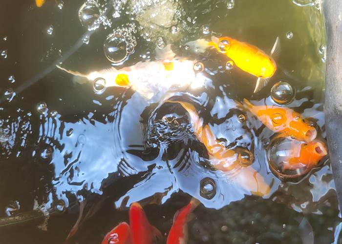 Des petits poissons dans l'eau ...