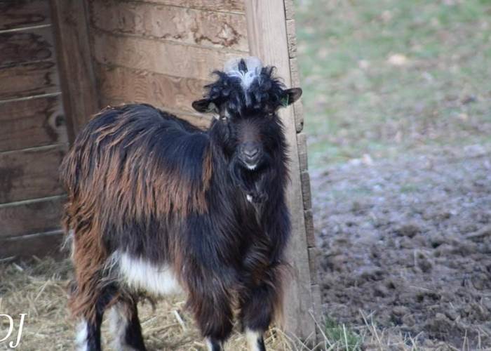 Chèvre des fossés