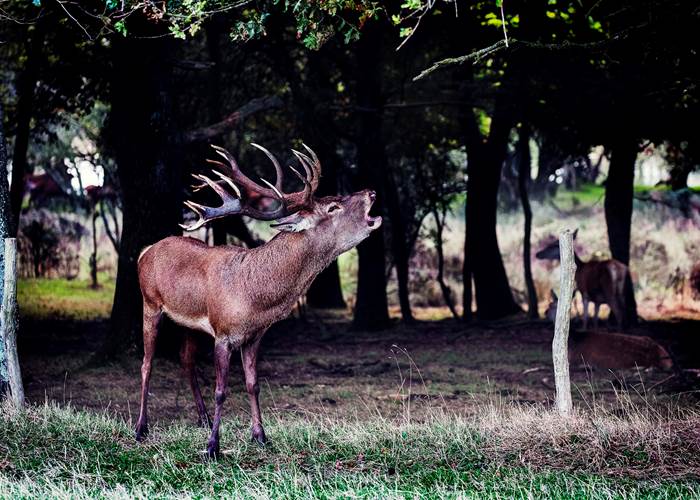 Brame du cerf - La Fardellière - Valanjou